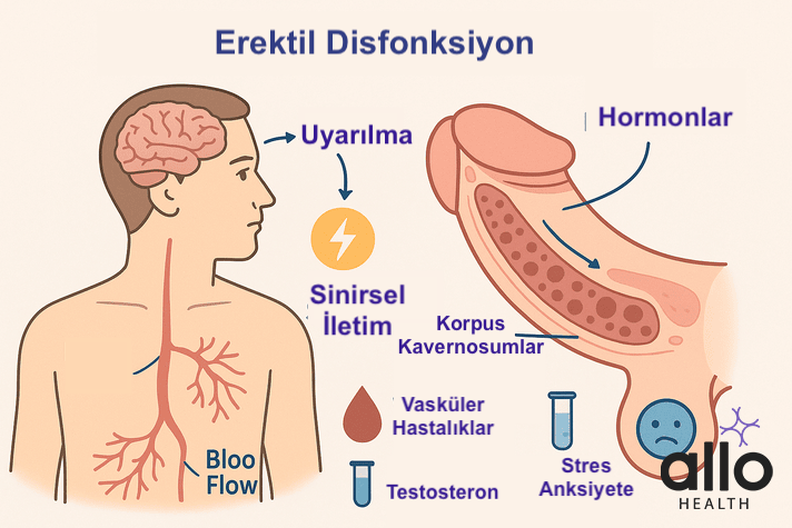 Ereksiyon mekanizmasını gösteren şema: beyin uyarılması, sinirsel iletim, penis kesiti ve korpus kavernosumlar